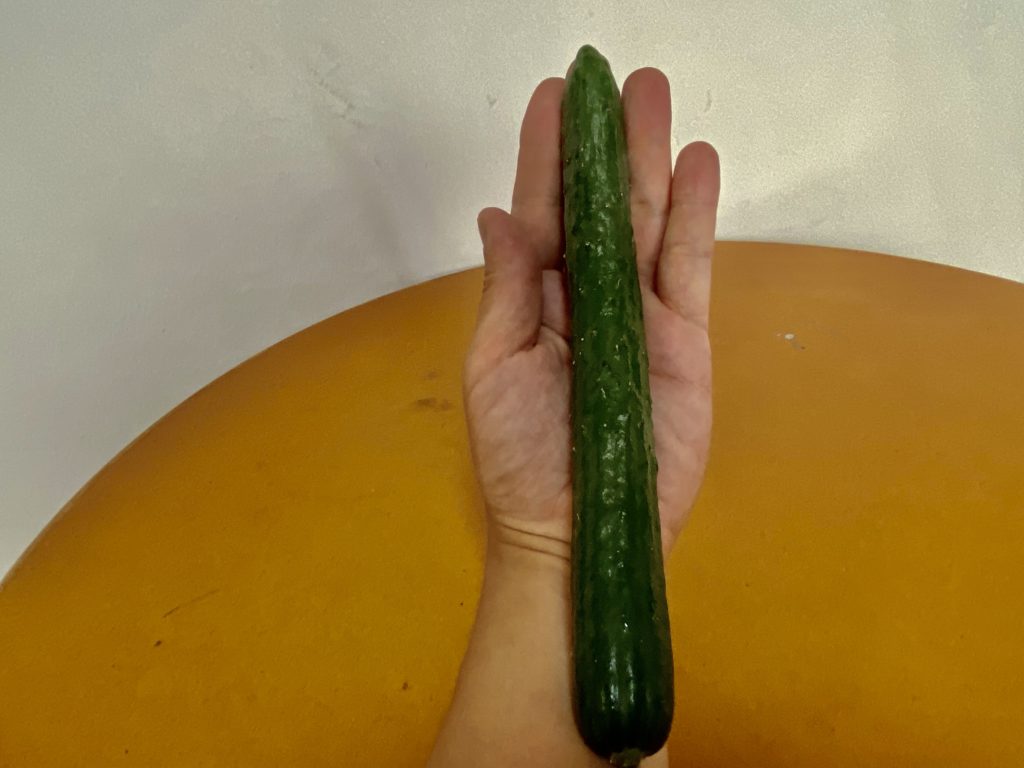 大地を守る会　きゅうり　長さ